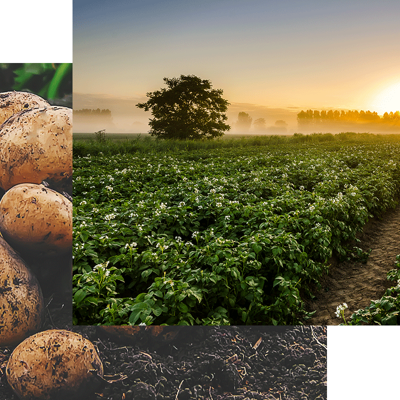 Patate da seme Holland – France – Cittadino Agricoltura