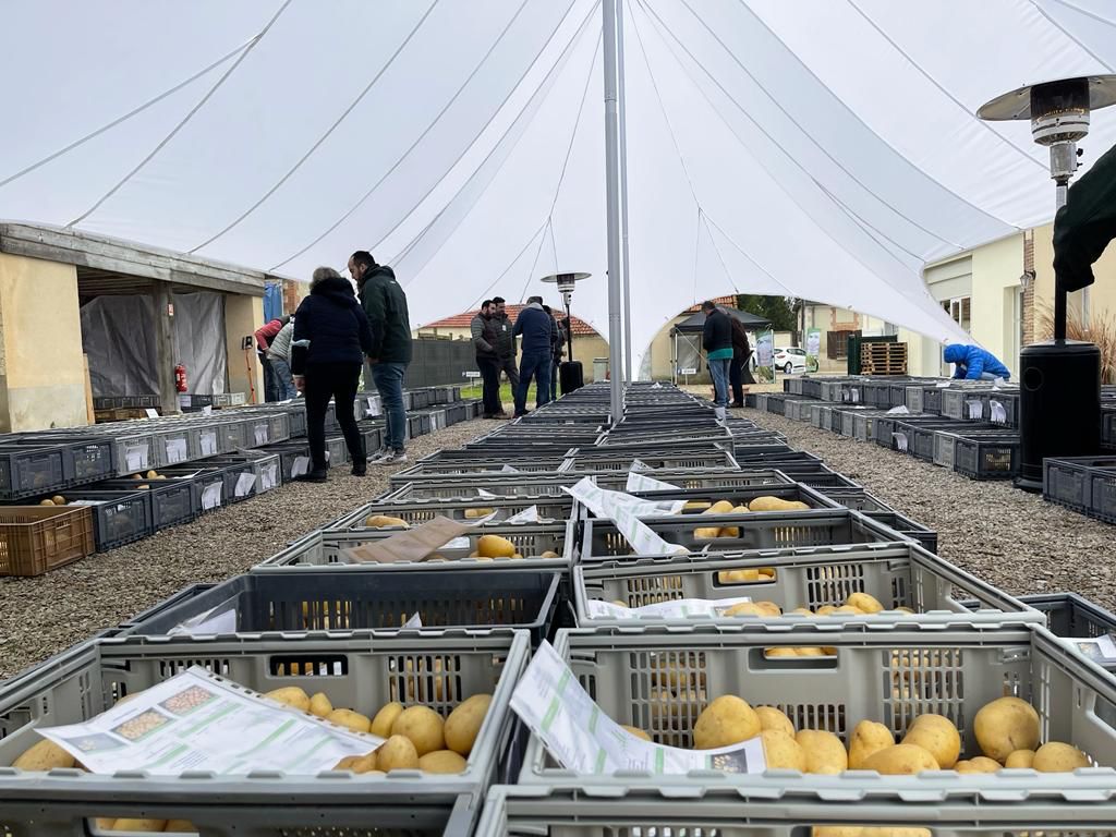 France Potato Market - Grupo Intersur